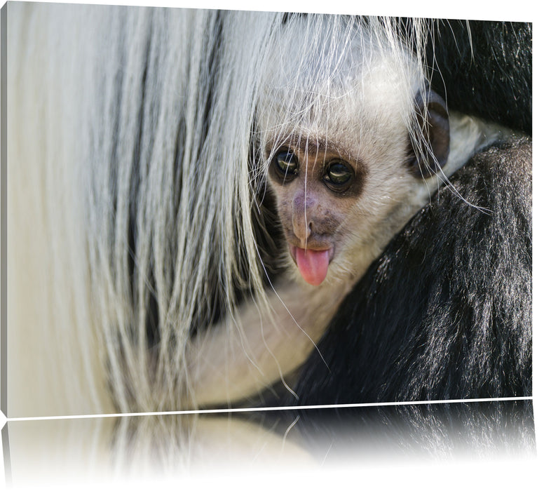 Pixxprint kleines Colobus-Äffchen, Leinwandbild