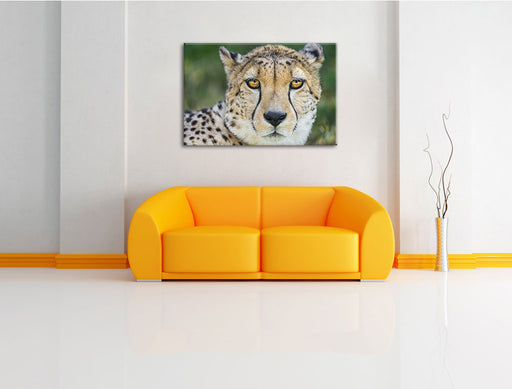 ruhender Gepard Leinwandbild über Sofa