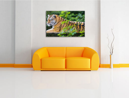 anmutiger Tiger auf Baumstamm Leinwandbild über Sofa