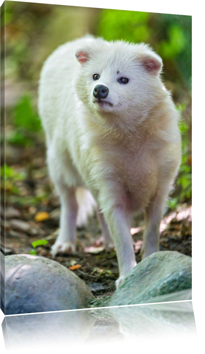 Pixxprint niedlicher Polarfuchs, Leinwandbild