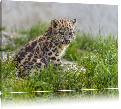 junger Leopard im Gras Leinwandbild