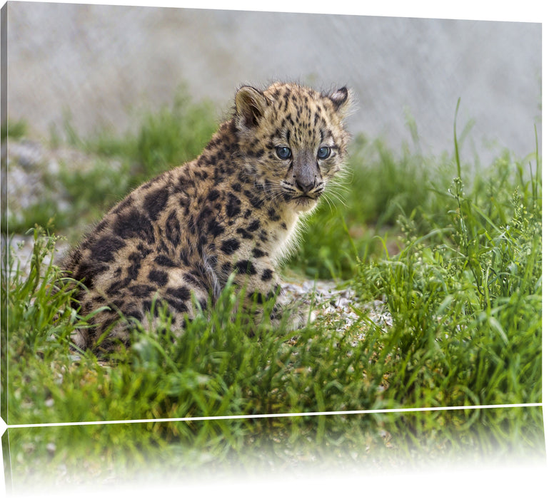 Pixxprint junger Leopard im Gras, Leinwandbild