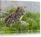 junger Leopard im Gras Leinwandbild