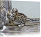kleiner Leopard beim Spielen Leinwandbild