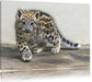 stolzierendes Leopardenjunges Leinwandbild