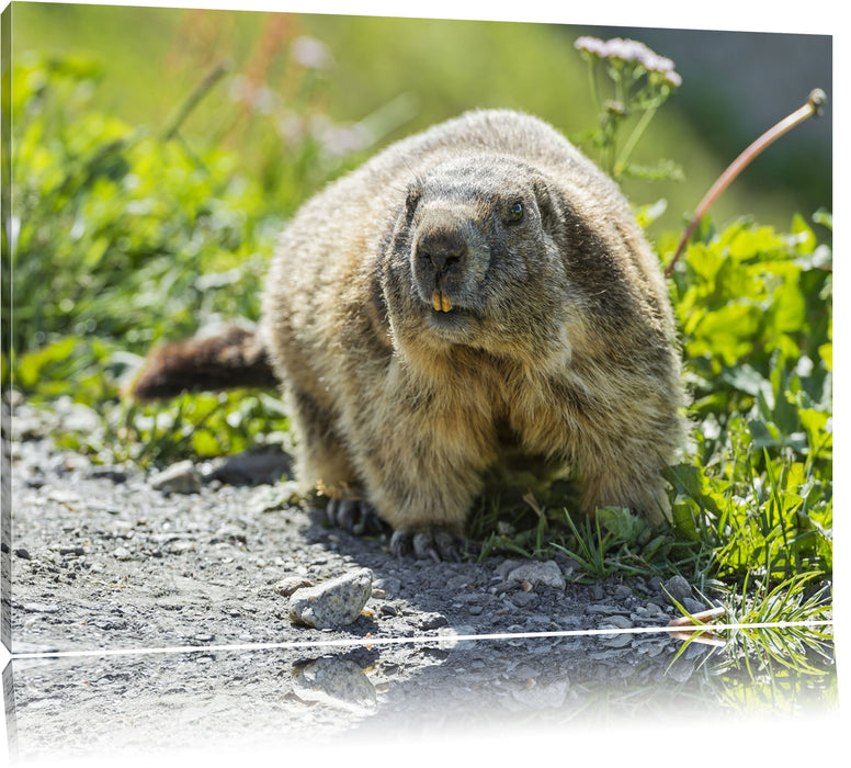 Pixxprint kleiner Biber im Gras, Leinwandbild