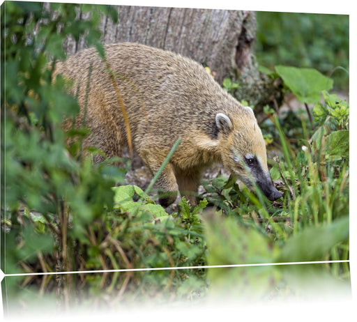 Nasenbär sucht nach Nahrung Leinwandbild