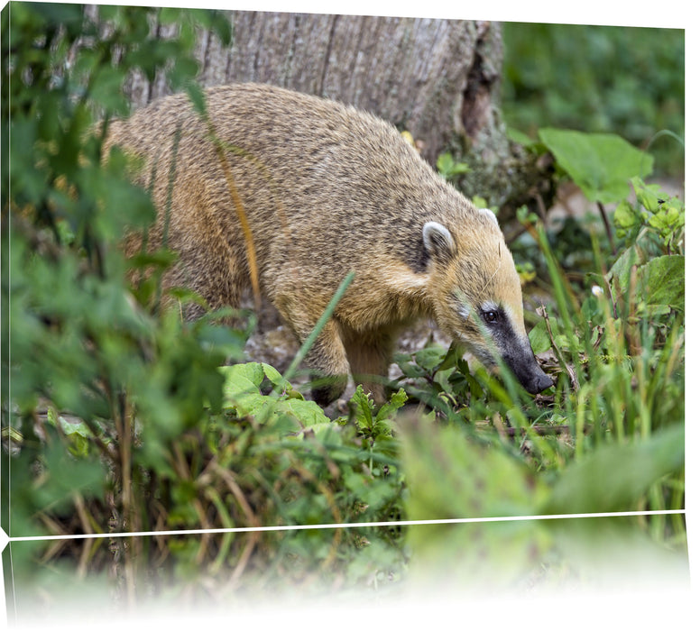 Pixxprint Nasenbär sucht nach Nahrung, Leinwandbild