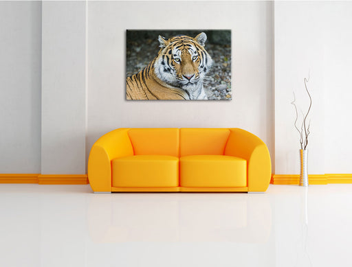 prächtiger Tiger Leinwandbild über Sofa