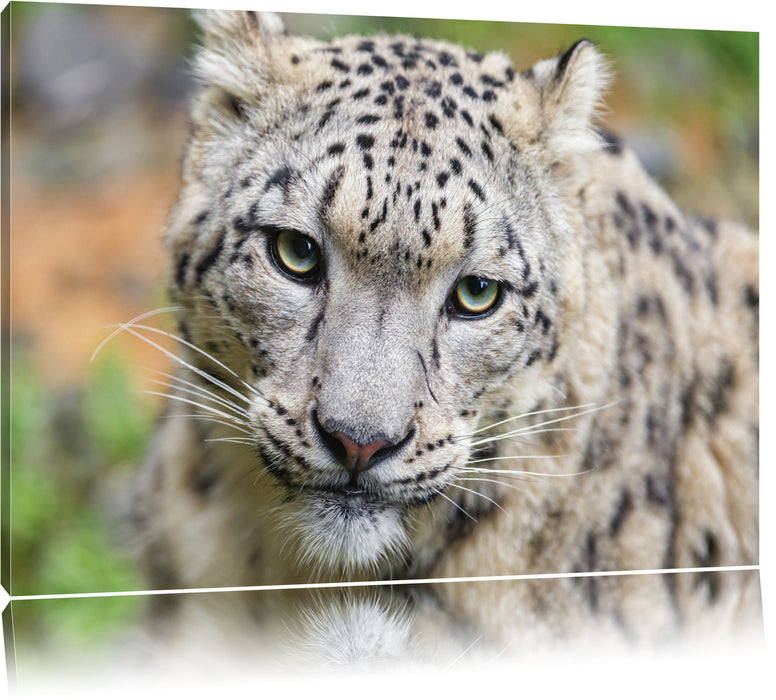 Pixxprint eleganter Schneeleopard, Leinwandbild