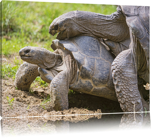 liebevolles Schildkrötenpaar Leinwandbild