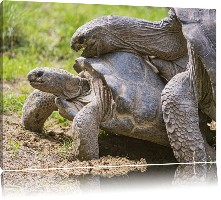 Pixxprint liebevolles Schildkrötenpaar, Leinwandbild