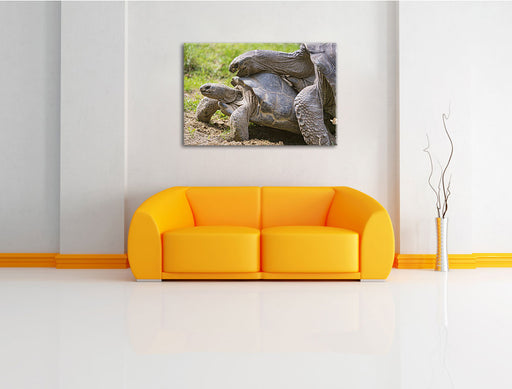 liebevolles Schildkrötenpaar Leinwandbild über Sofa