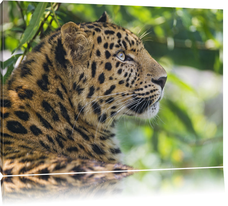 prächtiger Leopard im Schatten Leinwandbild