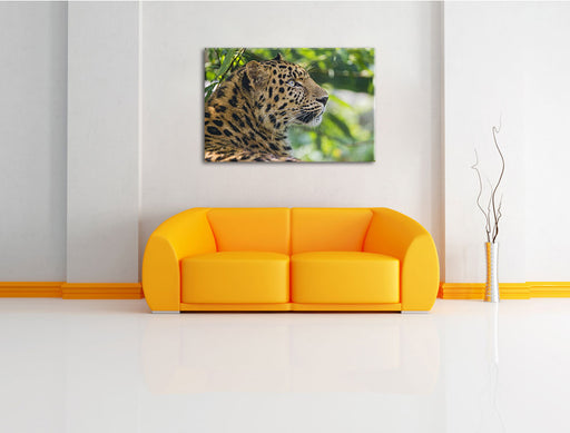 prächtiger Leopard im Schatten Leinwandbild über Sofa