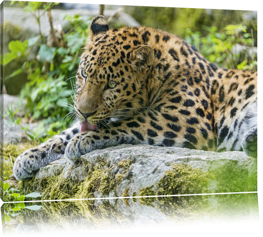 Leopard beim Putzen Leinwandbild