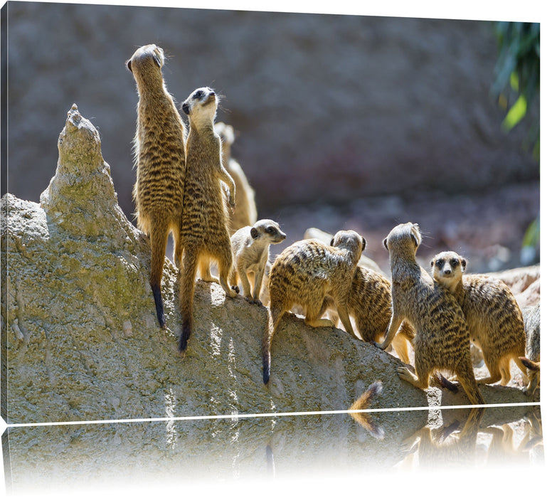 Pixxprint große Erdmännchen Familie, Leinwandbild