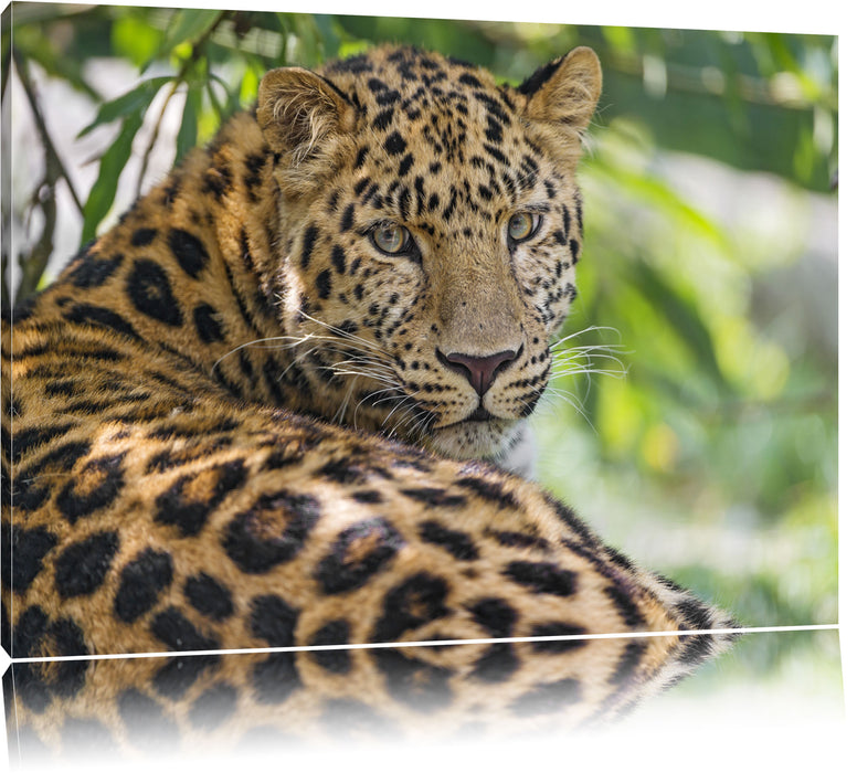 Pixxprint aufmerksamer Leopard im Schatten, Leinwandbild