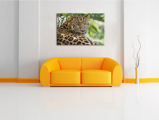 aufmerksamer Leopard im Schatten Leinwandbild über Sofa