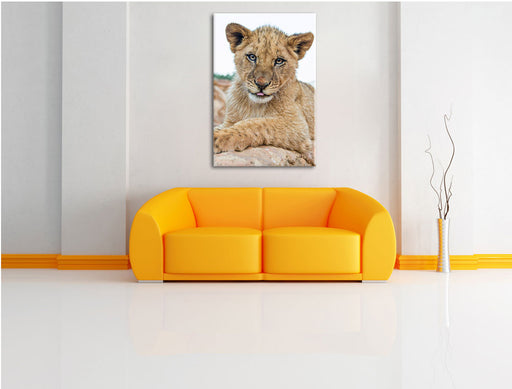 Löwenjunges auf Stein Leinwandbild über Sofa
