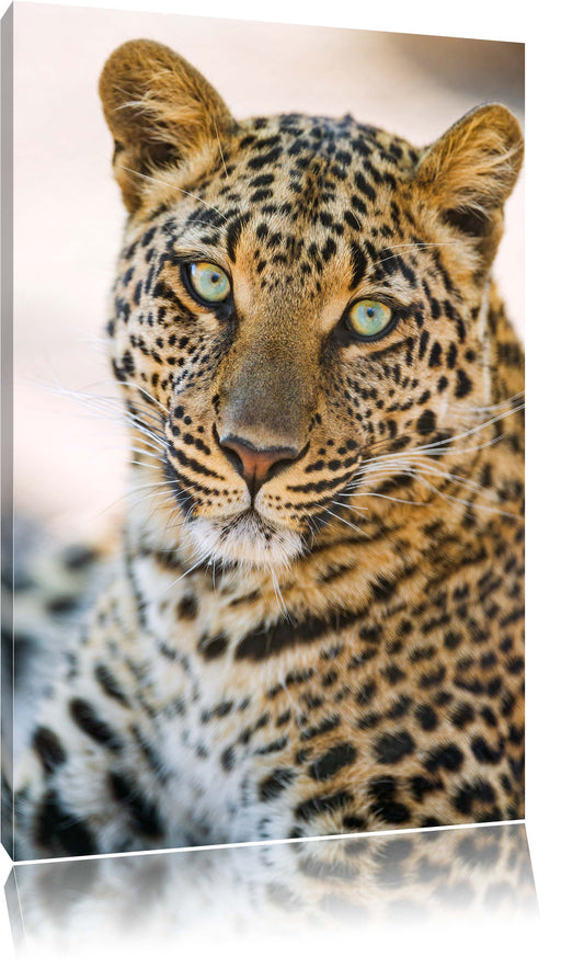 schöner Leopard Leinwandbild