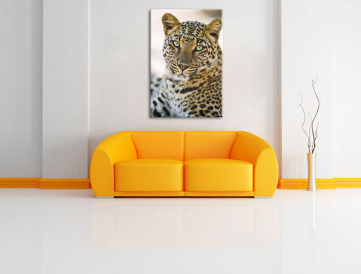 schöner Leopard Leinwandbild über Sofa