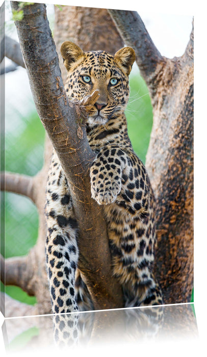 Pixxprint majestätischer Leopard auf Baum, Leinwandbild