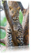 majestätischer Leopard auf Baum Leinwandbild