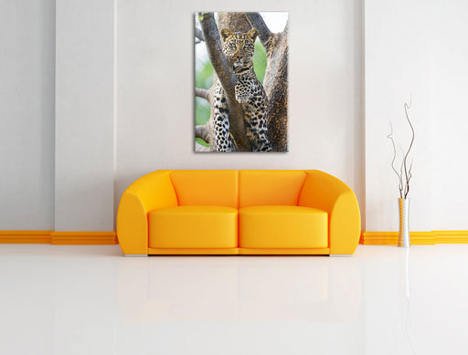 majestätischer Leopard auf Baum Leinwandbild über Sofa