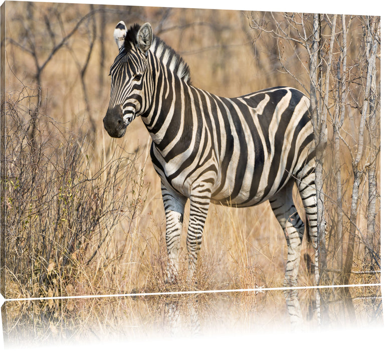 einsames Zebra Leinwandbild