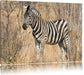 einsames Zebra Leinwandbild