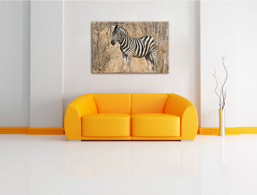 einsames Zebra Leinwandbild über Sofa