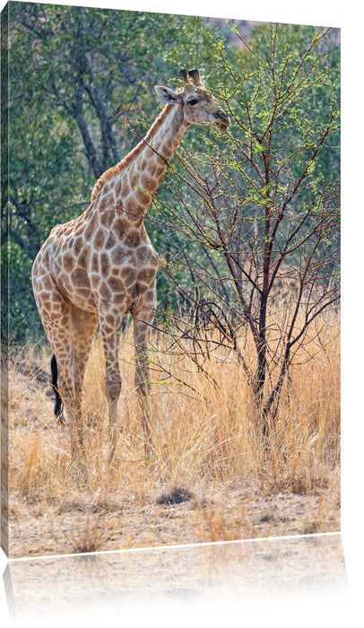 Pixxprint Giraffe beim Fressen, Leinwandbild