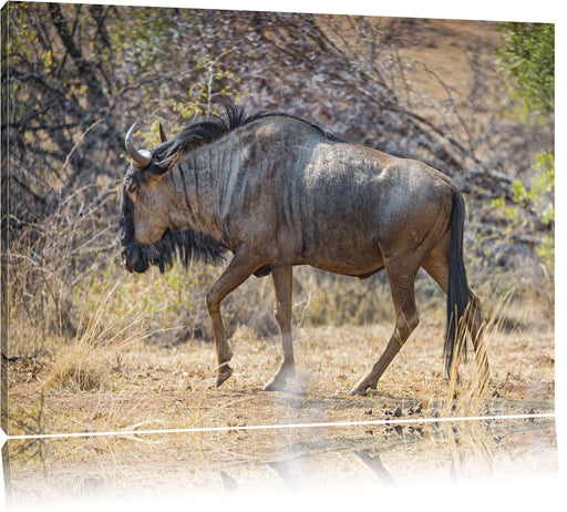 Kaffernbüffel in der Savanne Leinwandbild