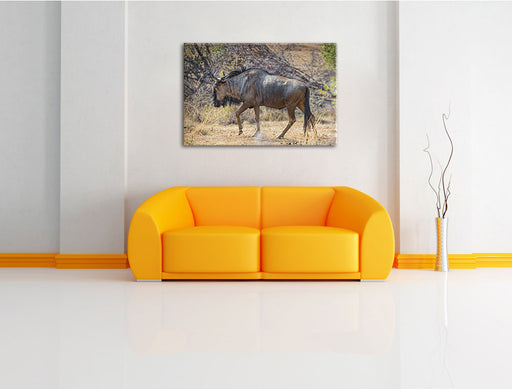 Kaffernbüffel in der Savanne Leinwandbild über Sofa