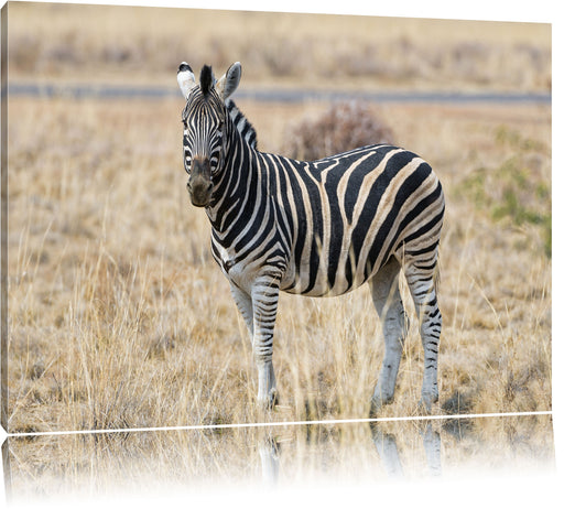 Zebra im Wildgras Leinwandbild