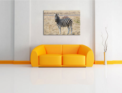 Zebra im Wildgras Leinwandbild über Sofa