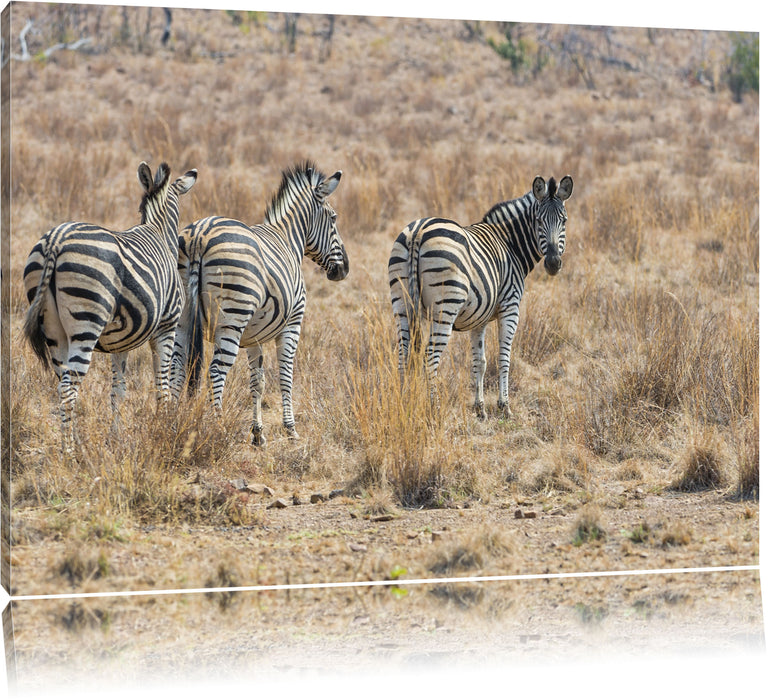 Pixxprint Zebraherde im Wildgras, Leinwandbild