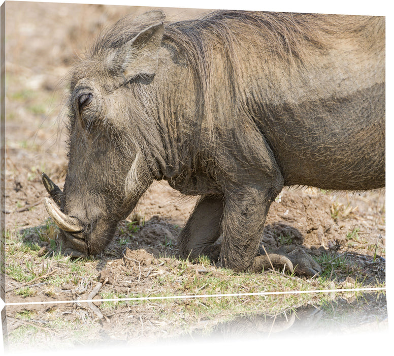 Pixxprint Warzenschwein durchwühlt Boden, Leinwandbild