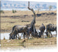 Kaffernbüffel Herde in Savanne Leinwandbild