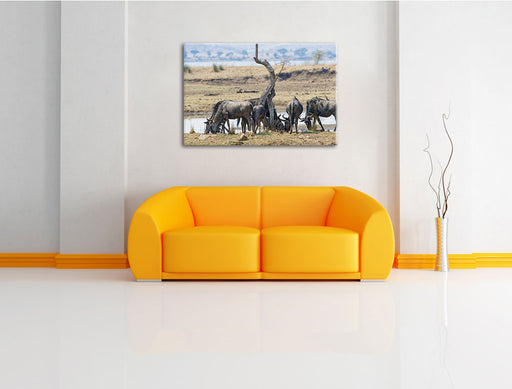 Kaffernbüffel Herde in Savanne Leinwandbild über Sofa