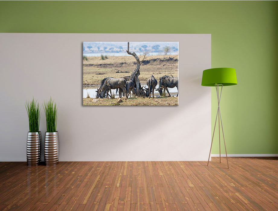 Kaffernbüffel Herde in Savanne Leinwandbild im Flur