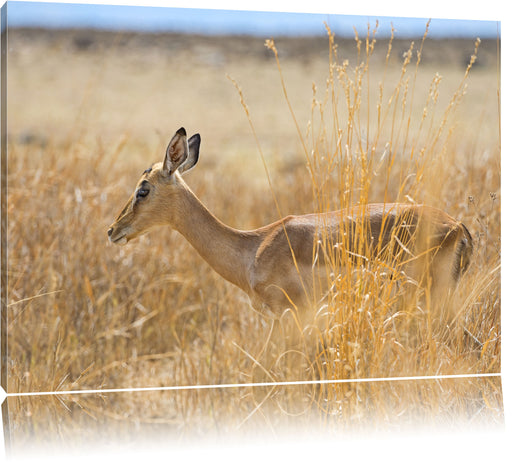 Gazelle im hohen Gras Leinwandbild