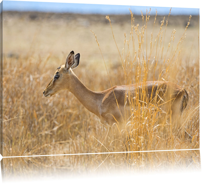 Pixxprint Gazelle im hohen Gras, Leinwandbild