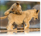 Löwenjunge beim Spielen Leinwandbild
