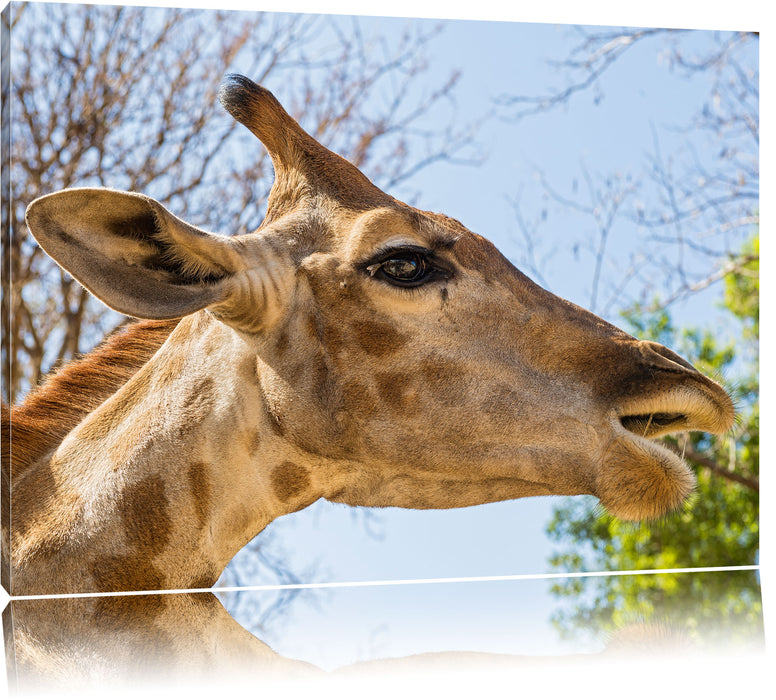 Pixxprint anmutige Giraffe isst, Leinwandbild