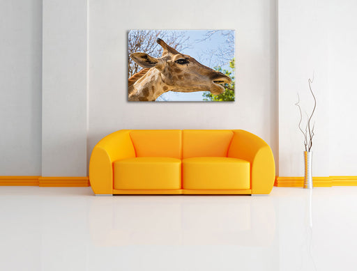 anmutige Giraffe isst Leinwandbild über Sofa