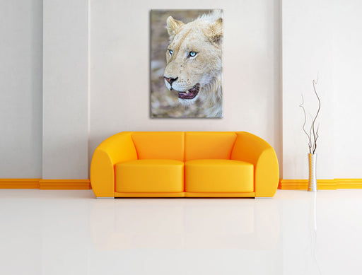 schöne weiße Löwin Leinwandbild über Sofa
