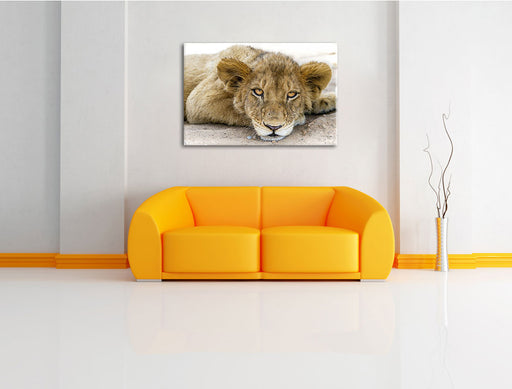 wachsamer junger Löwe Leinwandbild über Sofa