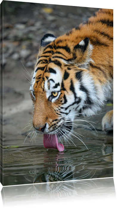 Pixxprint Tiger am Wasser, Leinwandbild